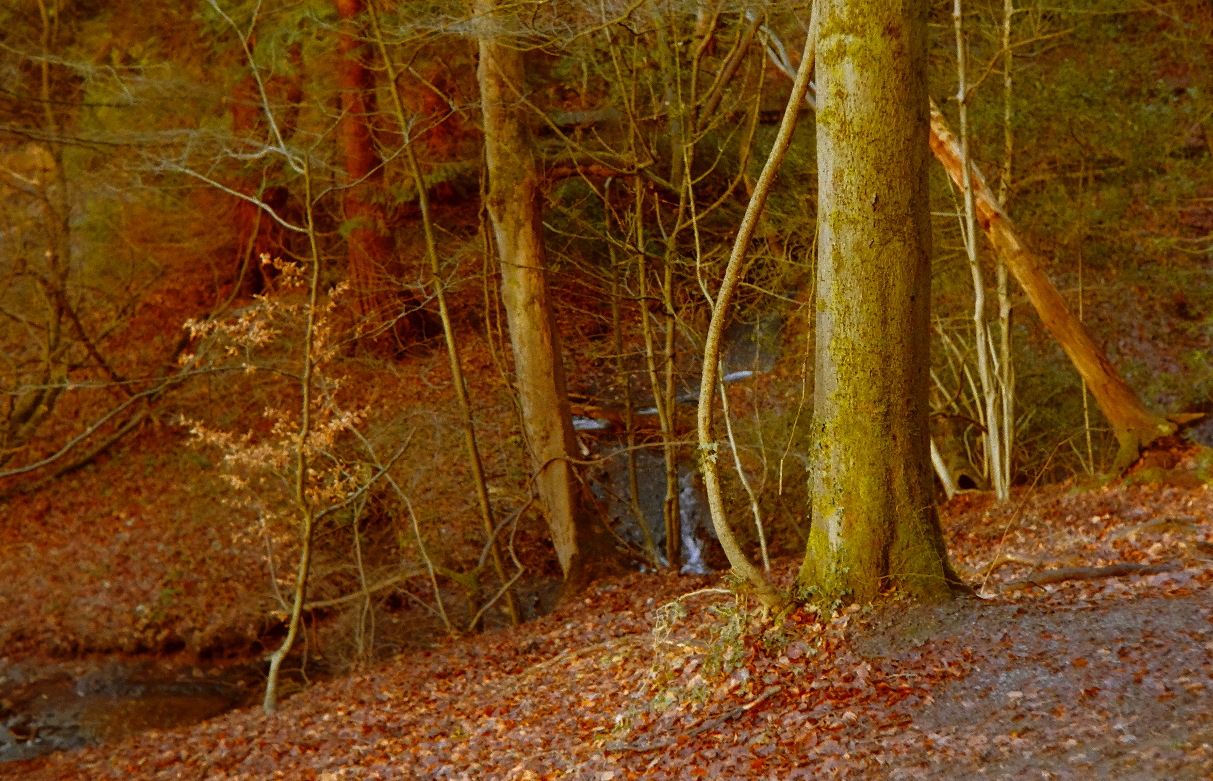 A forest scene with trees, fallen leaves, and a small stream or waterfall in the background.