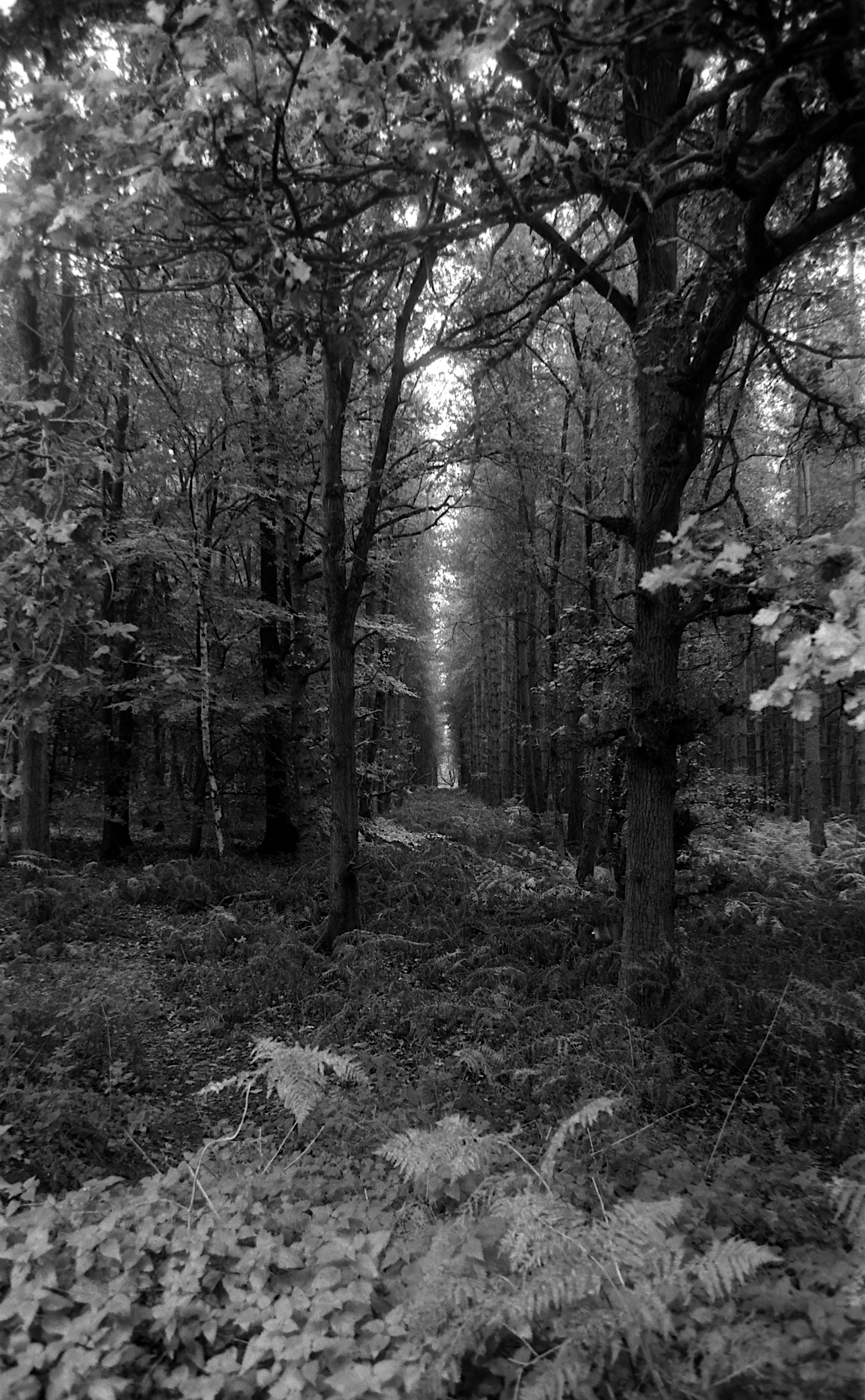 A black-and-white photo of a forest trail with tall trees and dense foliage.