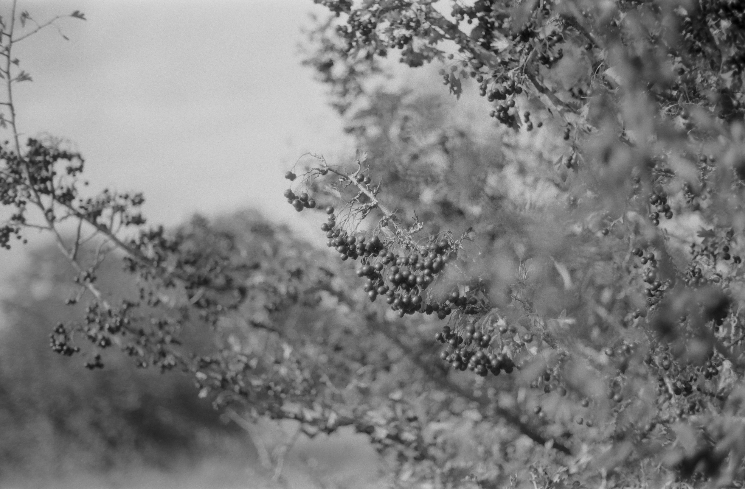 Black and white photo of berry-laden branches, with the berries clustered and the background blurry.