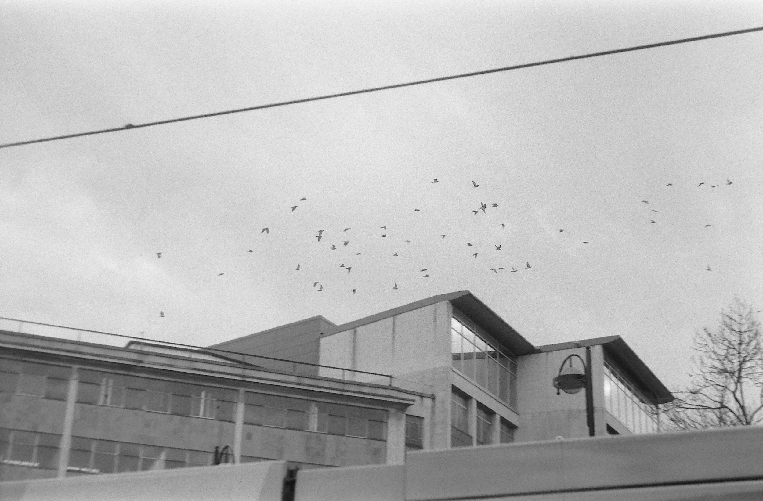 A black-and-white photo of a modern building with large glass windows, a street lamp, and several birds flying in the sky. There are power lines crossing the sky as well.