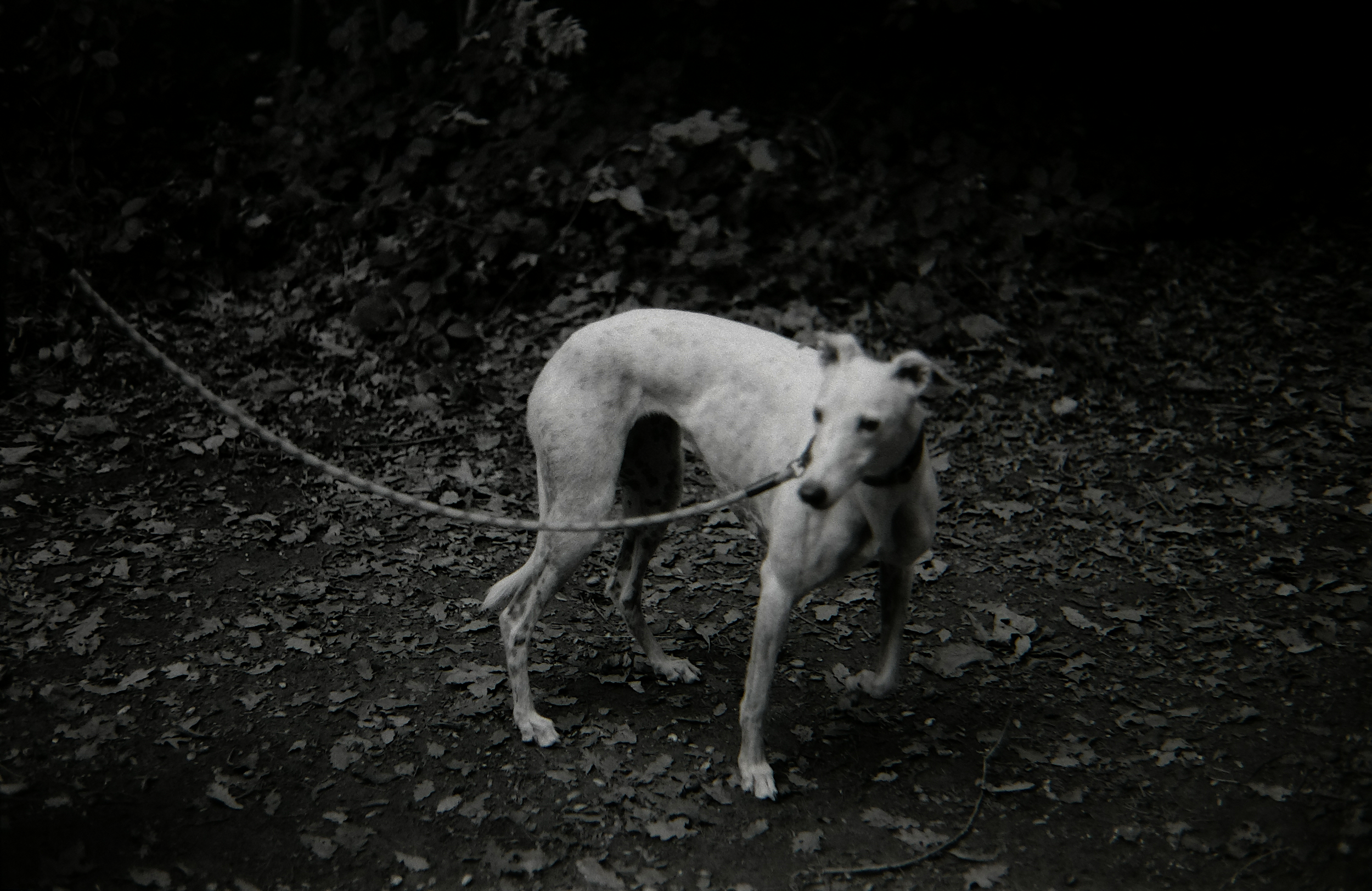A white dog with a collar and leash standing on dark, leaf-covered ground in a shadowy outdoor setting.