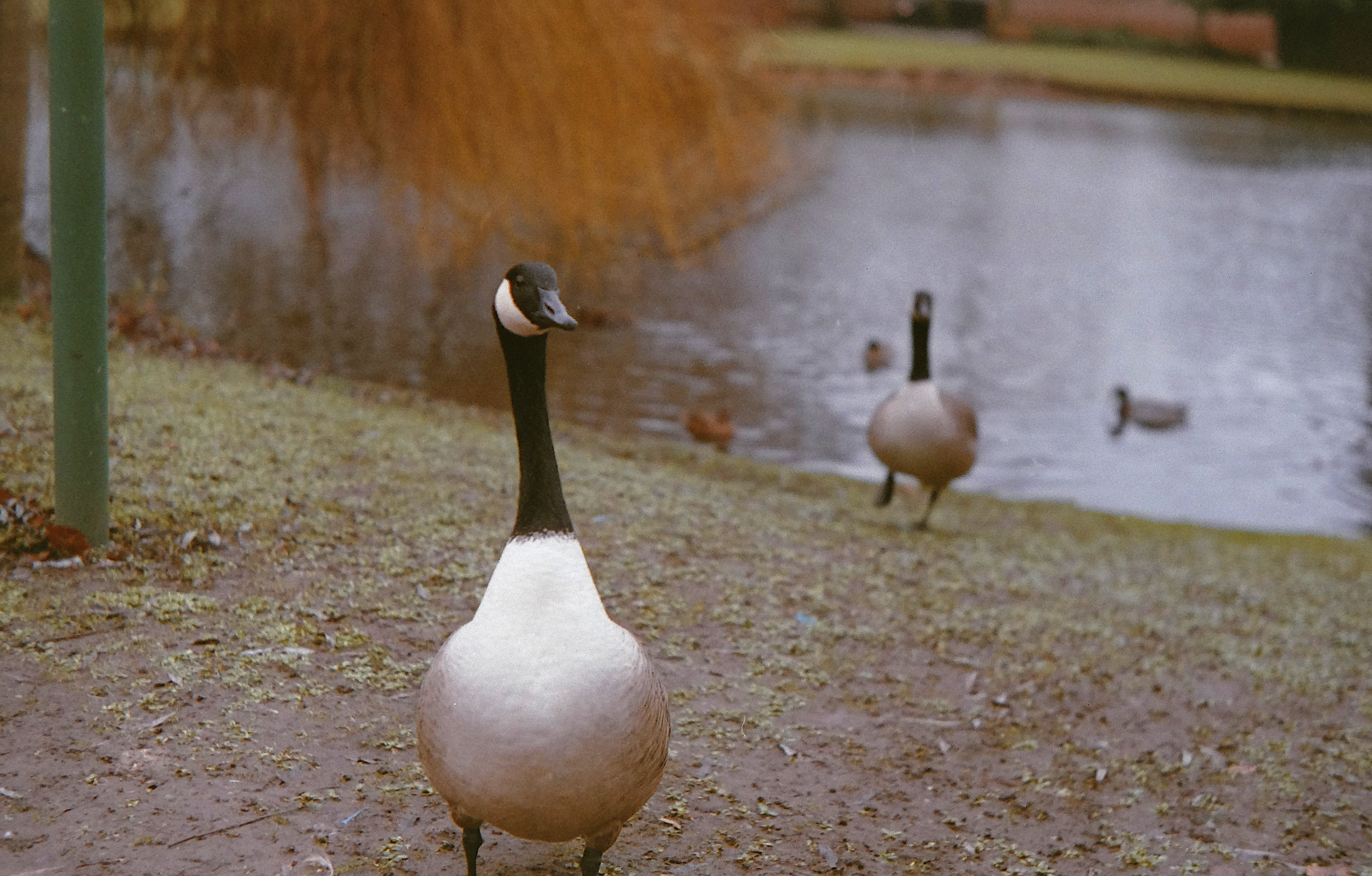 A Canada goose standing on a gravelly ground near a body of water, with another goose visible in the background.