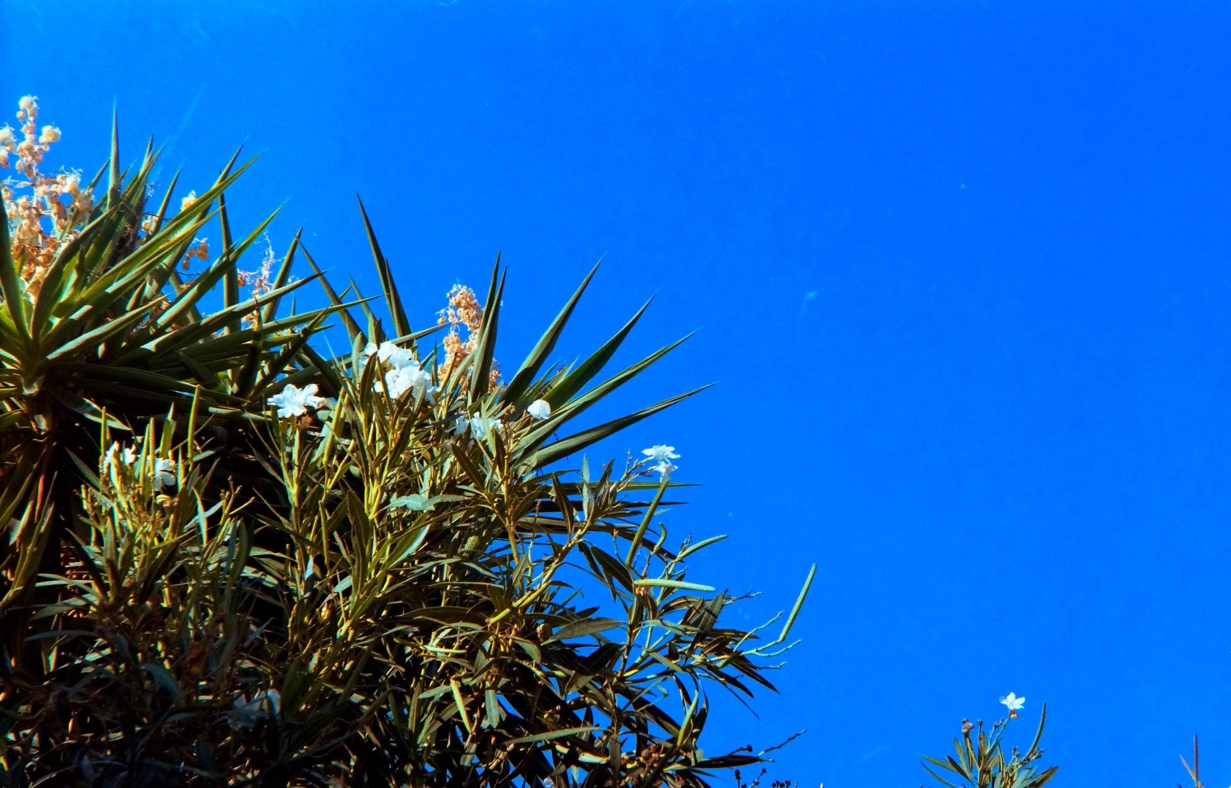 Close-up of green spiky plant with white flowers against a clear blue sky.