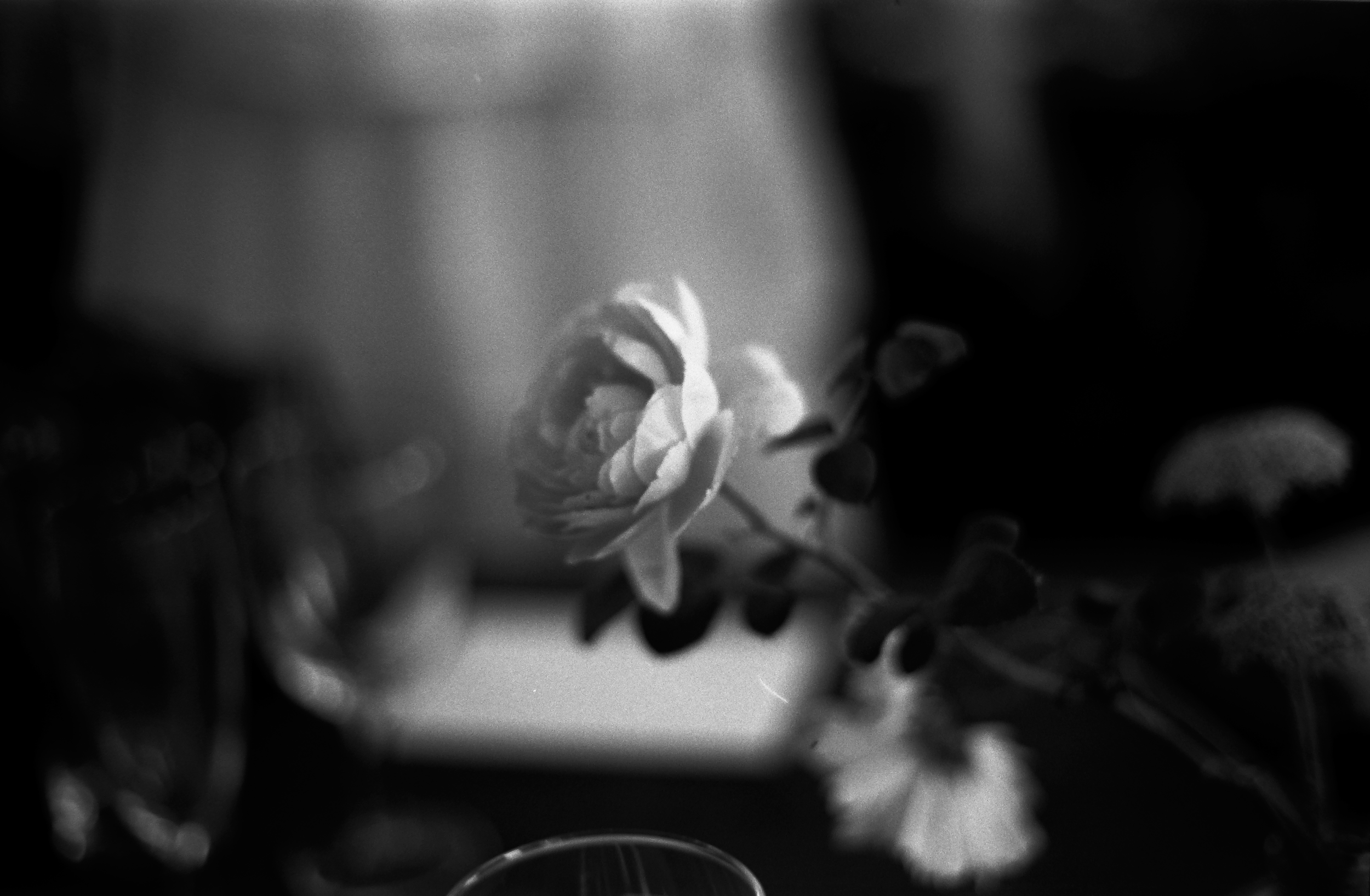 Black and white close-up of a flower, with blurred leaves and background.
