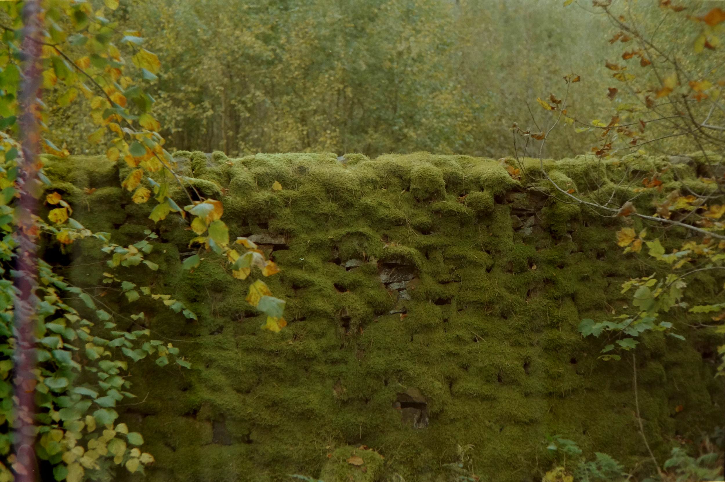An old moss-covered stone wall with greenery and trees in the background.