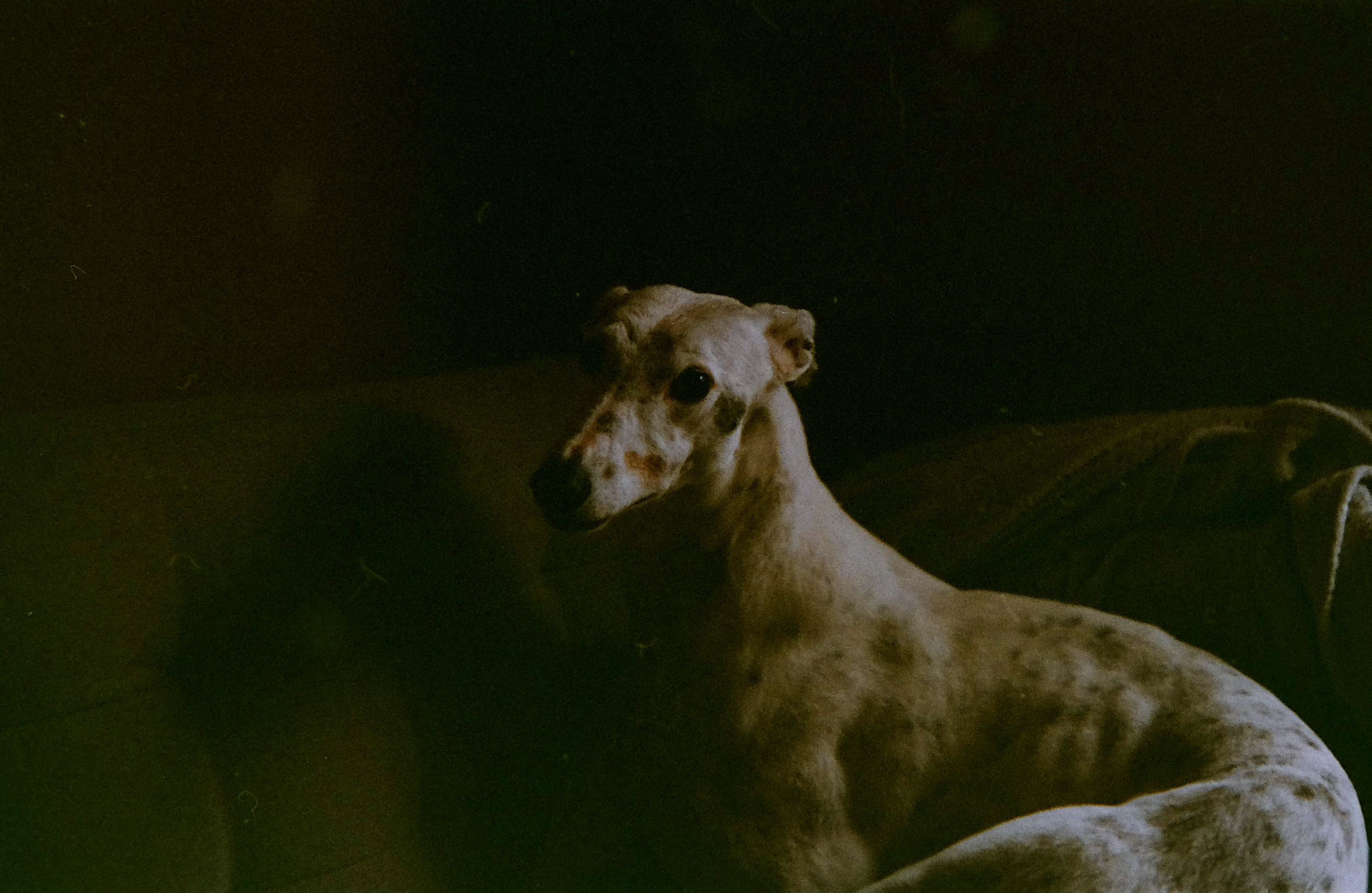 A gray and white dog with spots resting on a dark couch, looking at the camera.