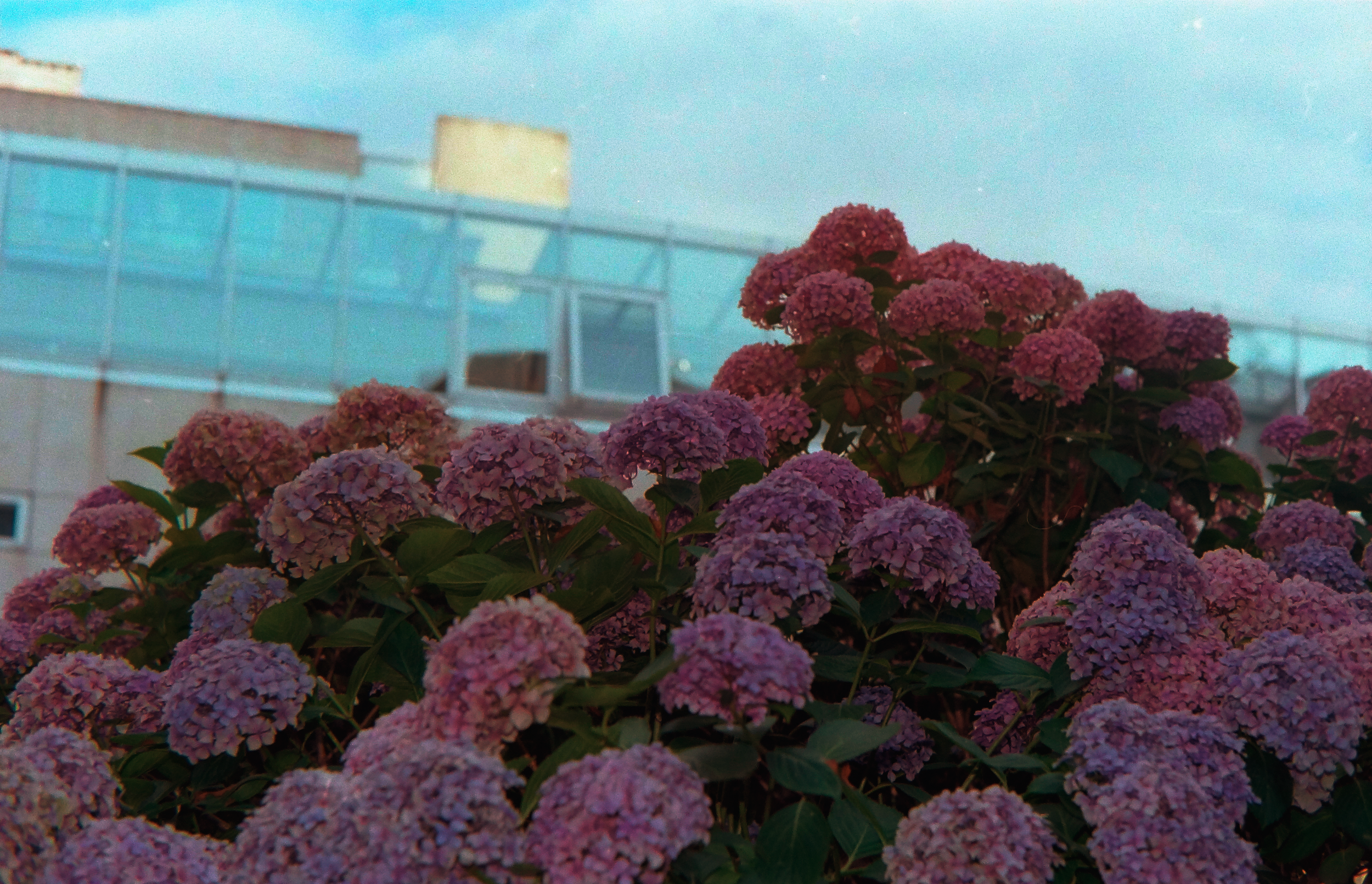 Pink hydrangea flowers in bloom in front of a modern glass building under a blue sky.
