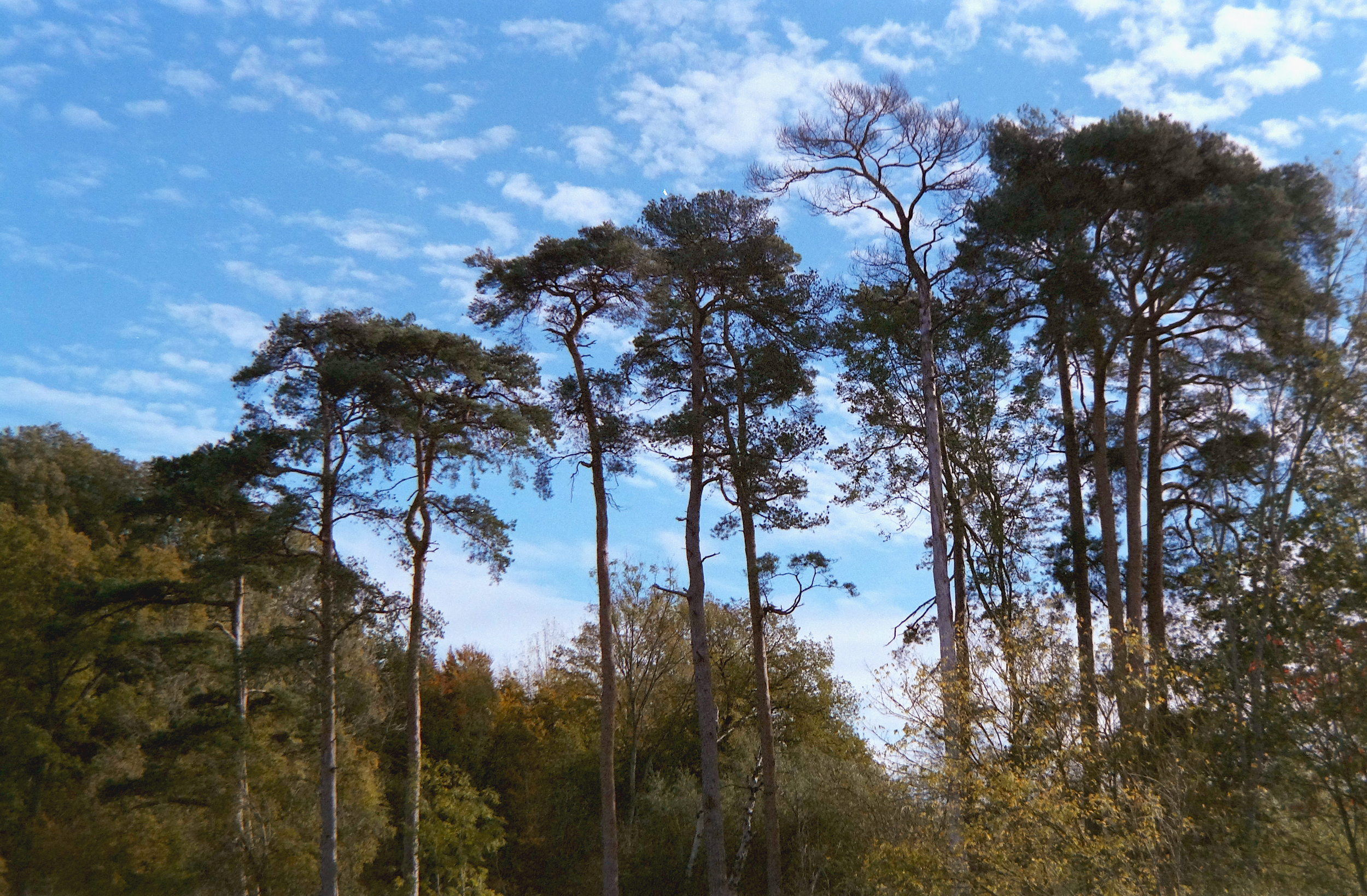 Tall pine trees against a blue sky with scattered clouds.