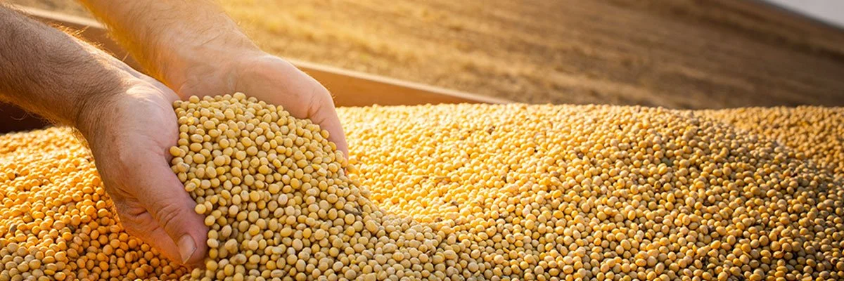 Hands examining harvested soybeans in a sunlit agricultural field.