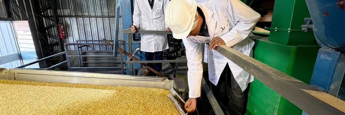 Workers inspecting grain on a gravity table inside a seed processing facility
