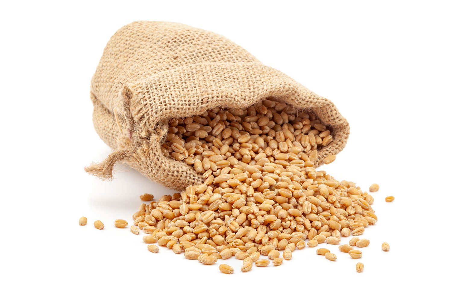 A burlap sack spilling roasted wheat grains onto a white background.
