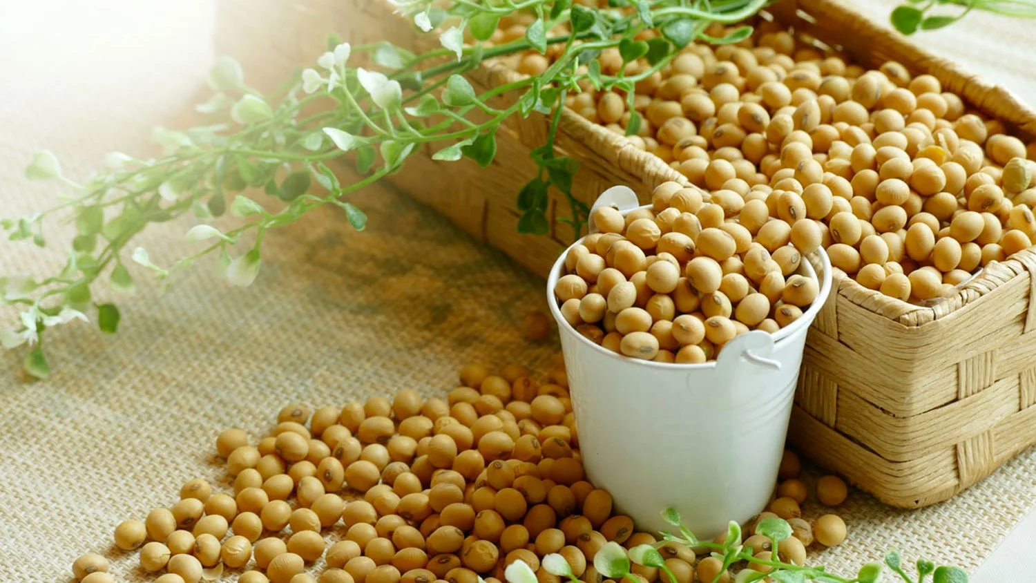 New seed industry trends in Brazil
