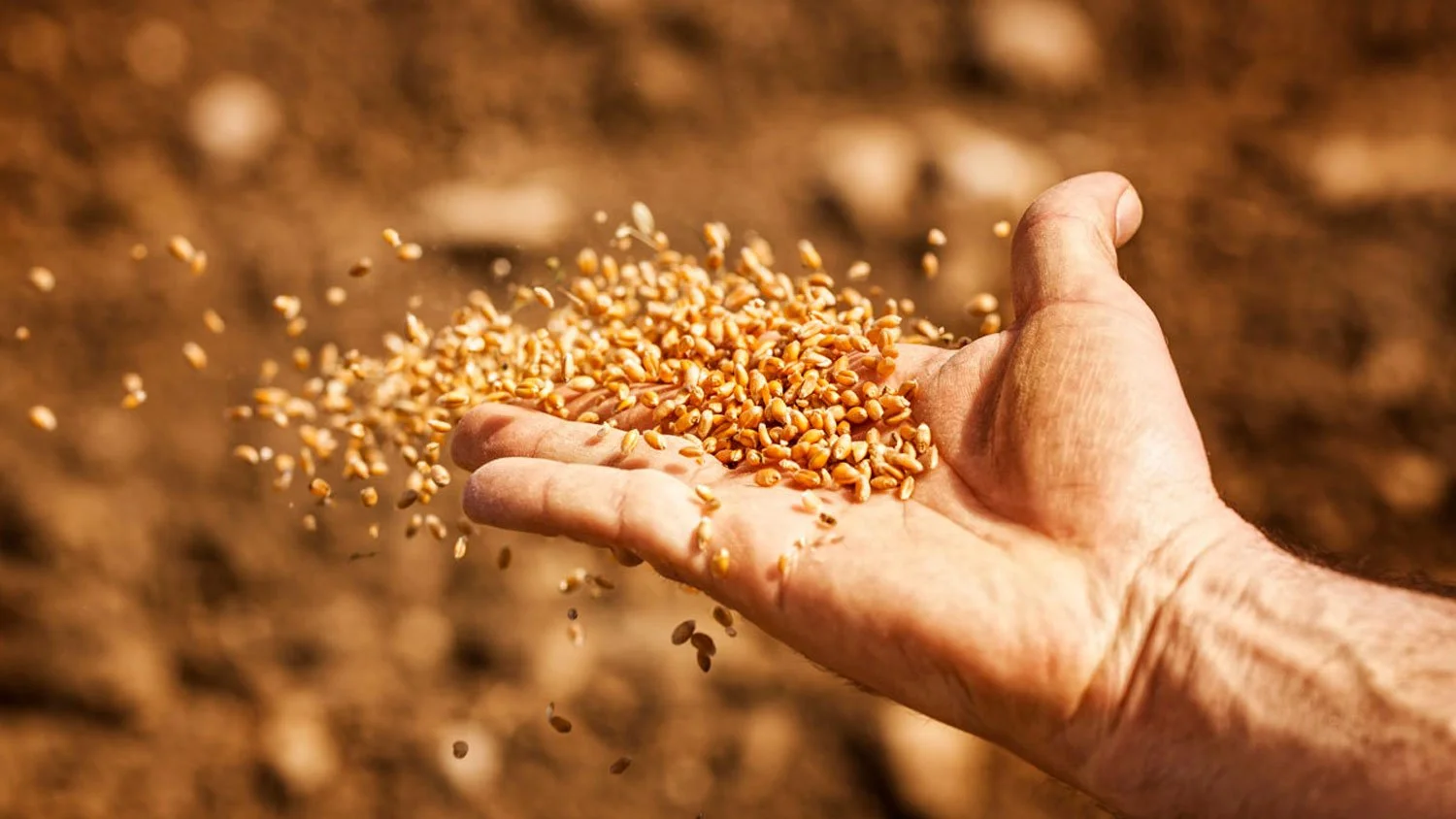 Debunking the myth of industrial seed separation waste