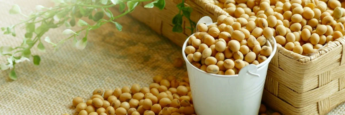 Soybeans displayed in a white pail and woven basket.