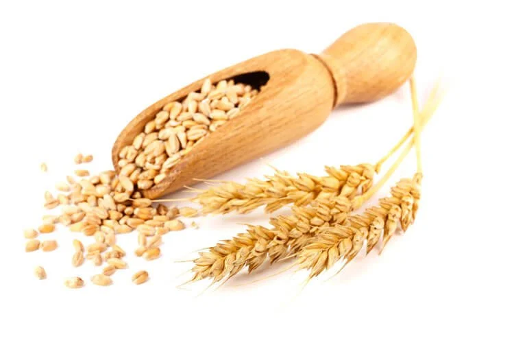 Wheat grain and seed representing agricultural processing applications served by Oliver Manufacturing.