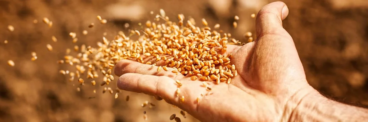 Hand holding grain kernels during seed processing.