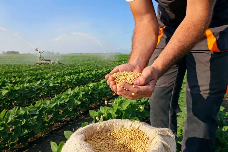 Worker inspecting harvested seed during the agricultural processing season.