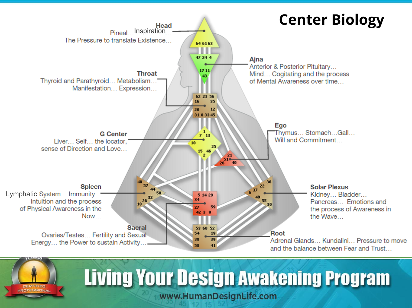 Human Design Centers