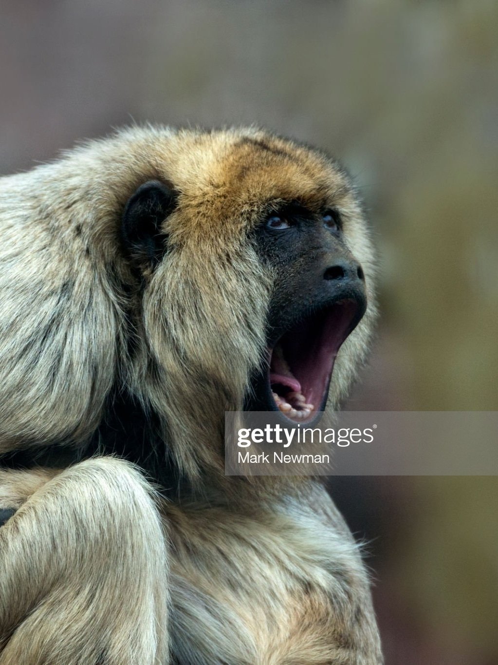 Monkey Mind, Re-Defined - 12 Solutions to the Not-Self Mind