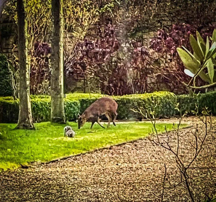 Peace of  the Wild Things