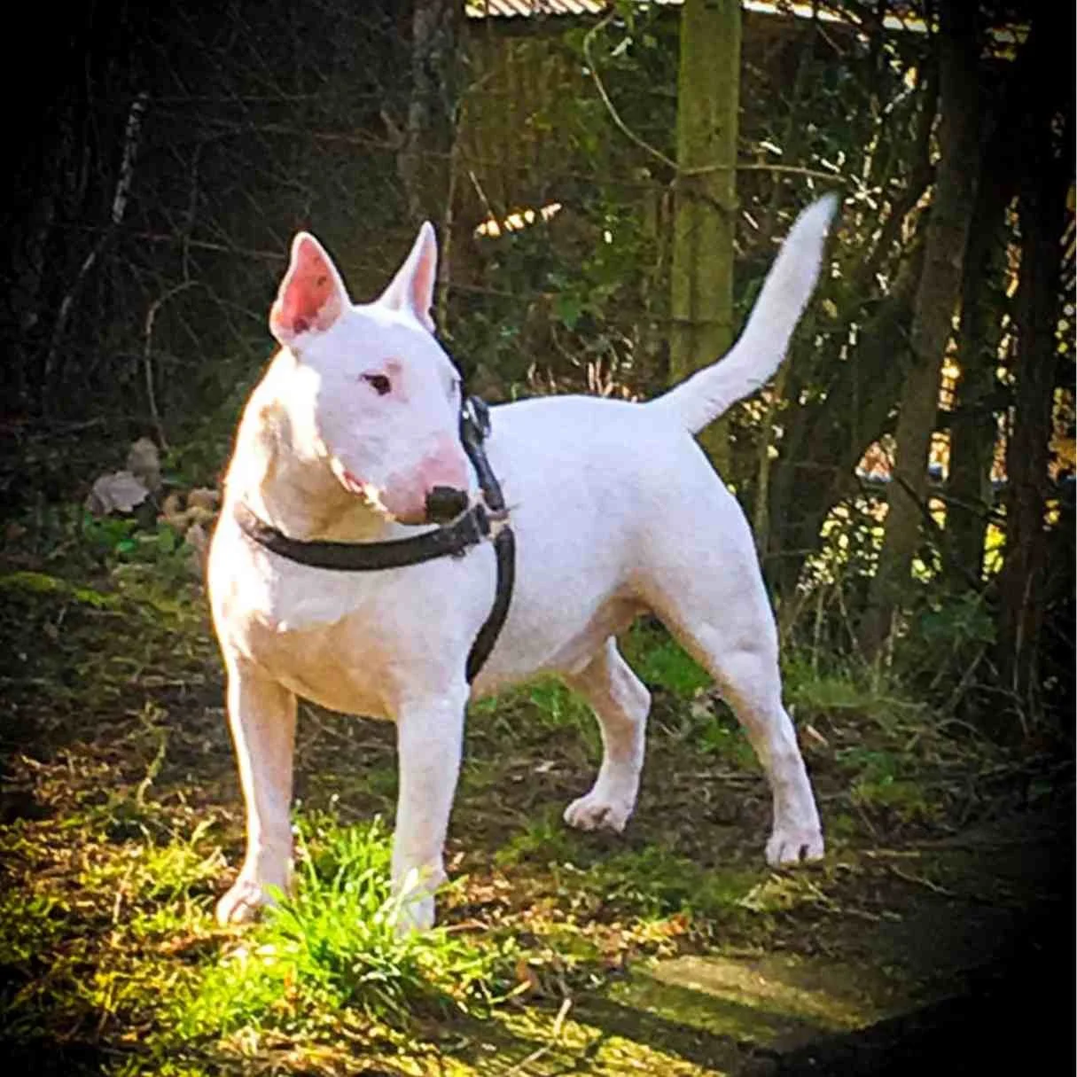 A white Bull Terrier dog with pink ears standing outdoors among trees and bushes.