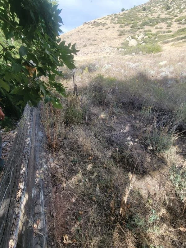 before frank back.JPG