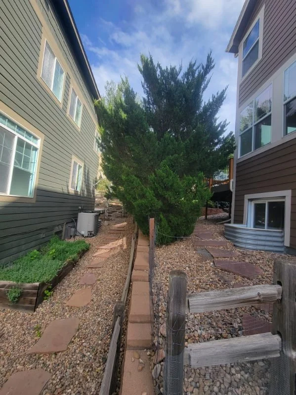 before frank trees.JPG