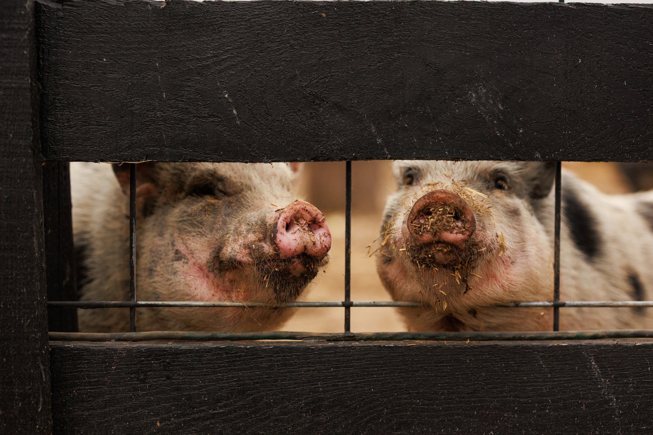 Photo credit: Britanny Coratolo Photography