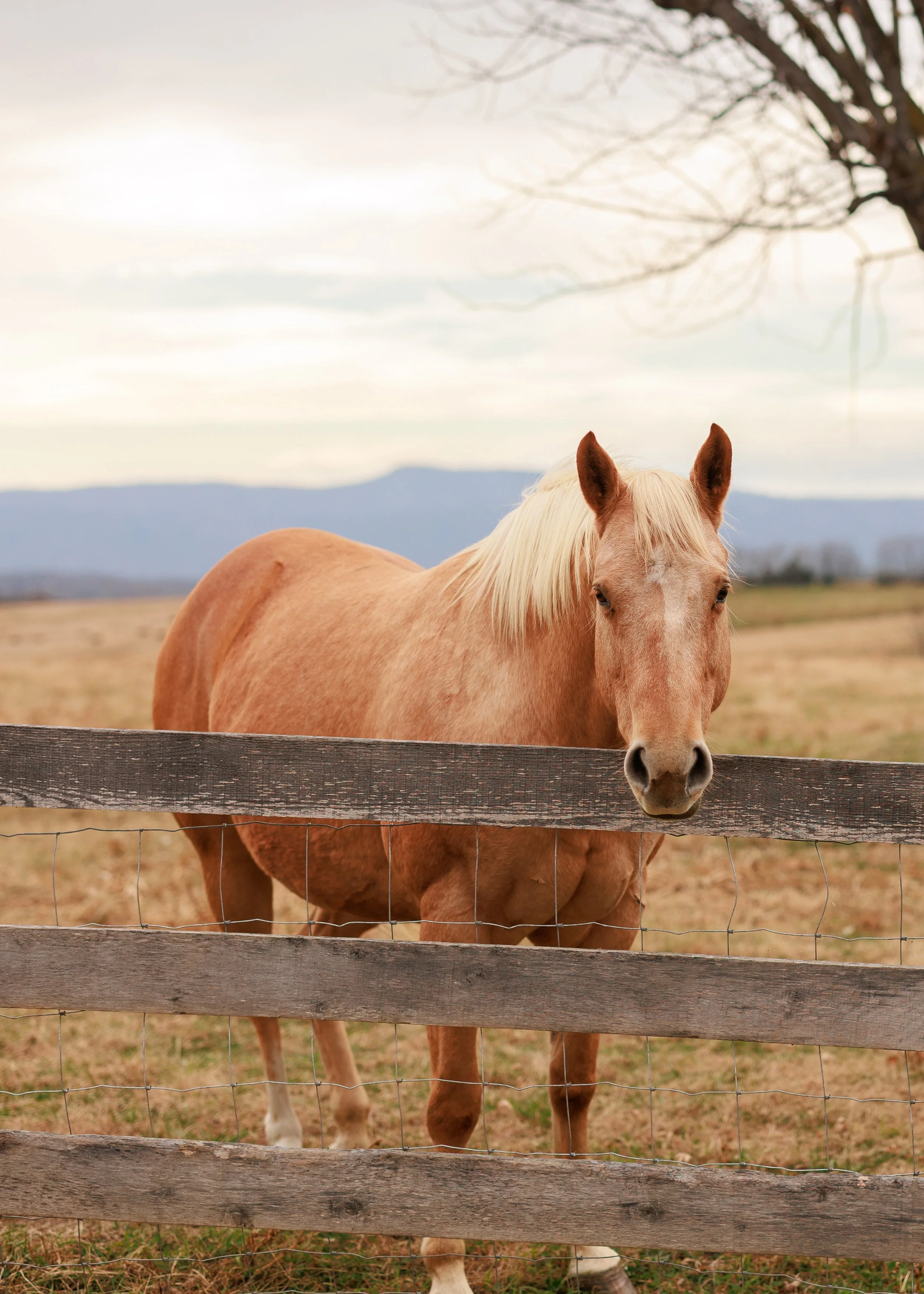 Photo credit: Britanny Coratolo Photography