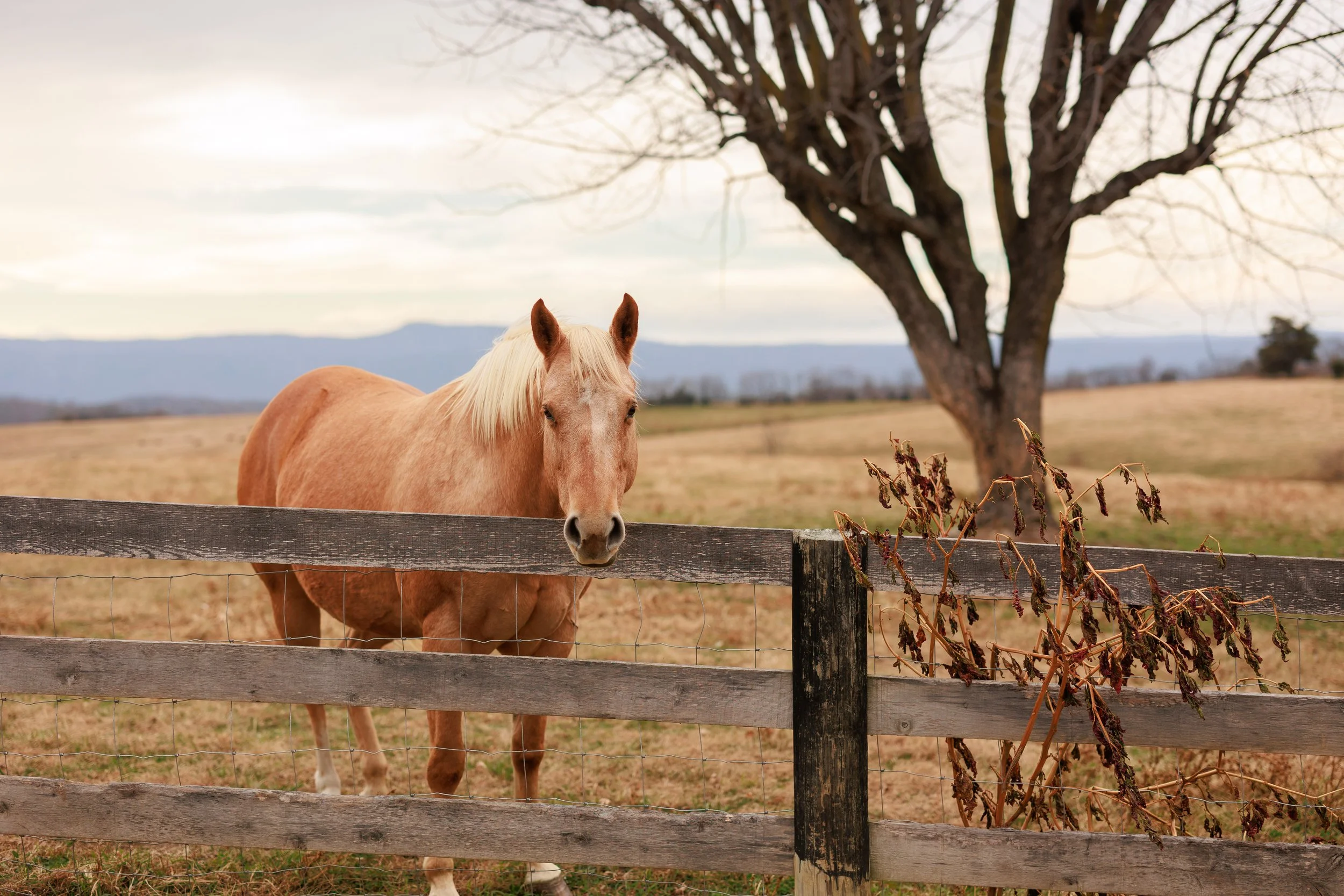 Photo credit: Britanny Coratolo Photography