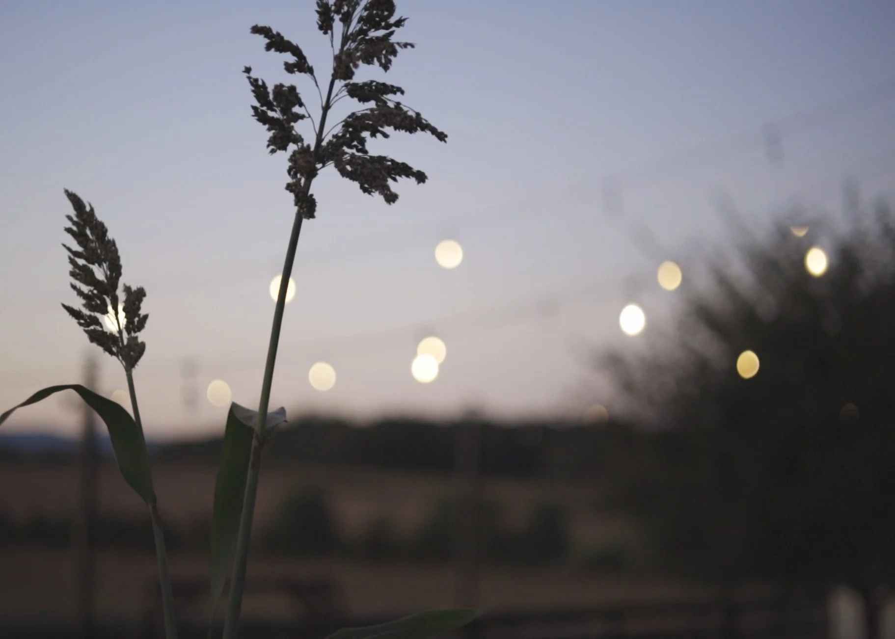 madeline-sunset-1.jpg