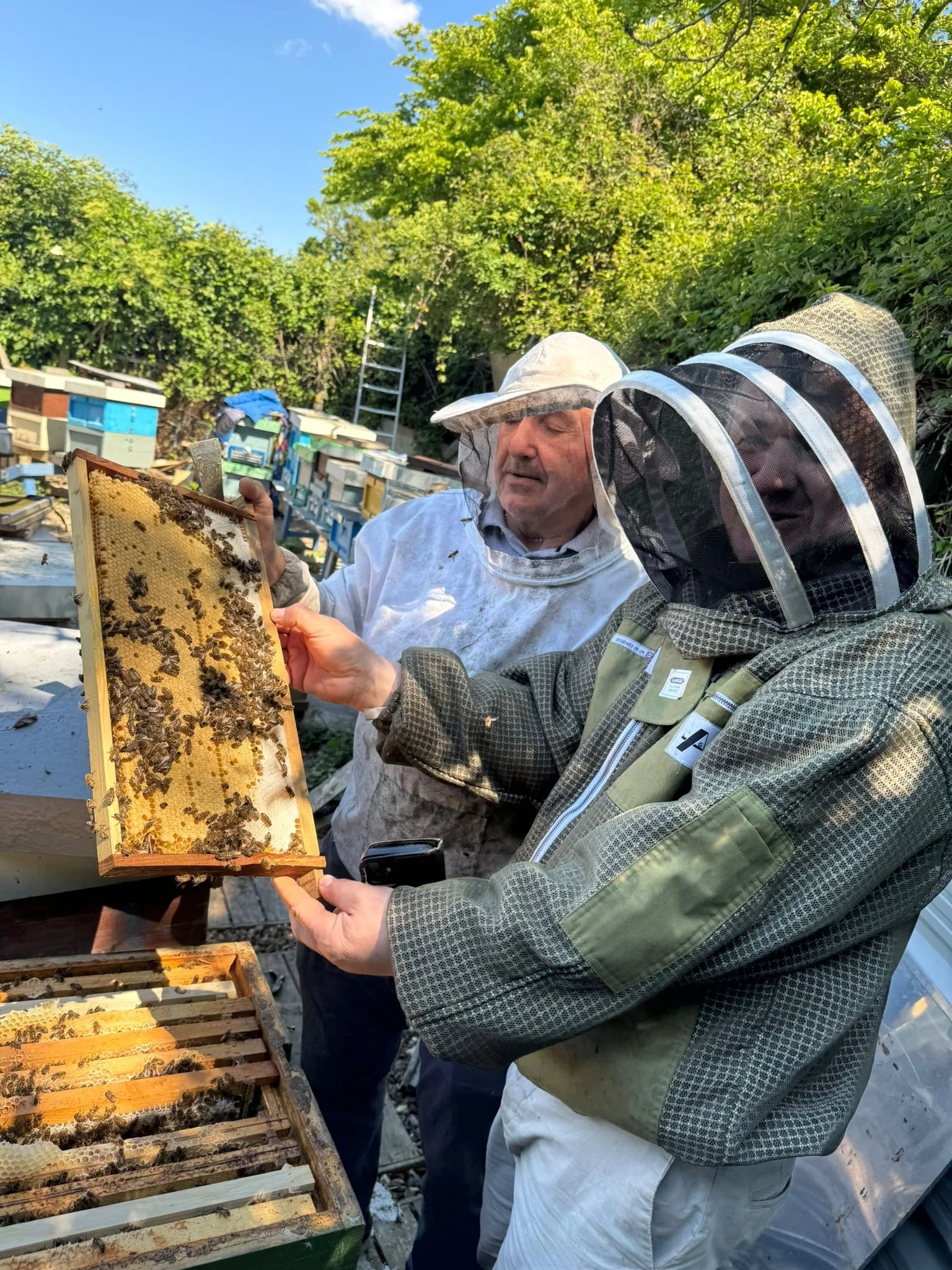 Two beekeepers wearing protective suits and veils inspecting a honeycomb frame with bees in an outdoor apiary.