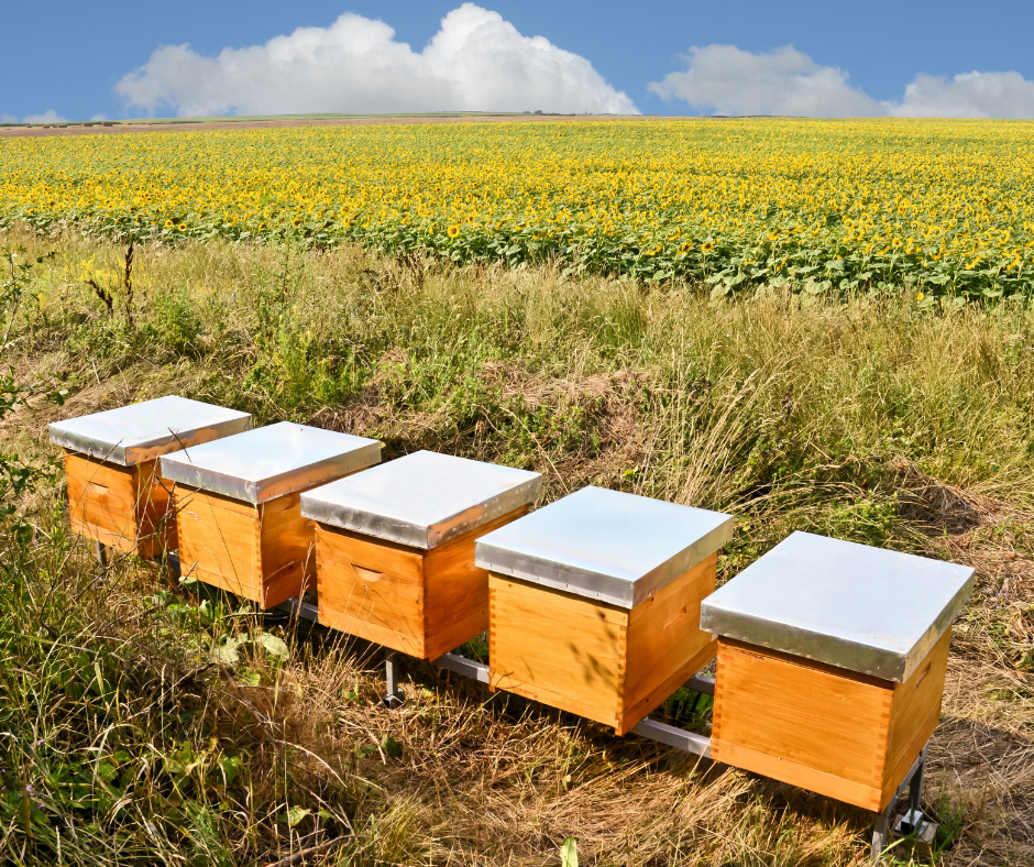 Five wooden beehives with white roofs in a field of tall grass, with a sunflower field and partly cloudy sky in the background.