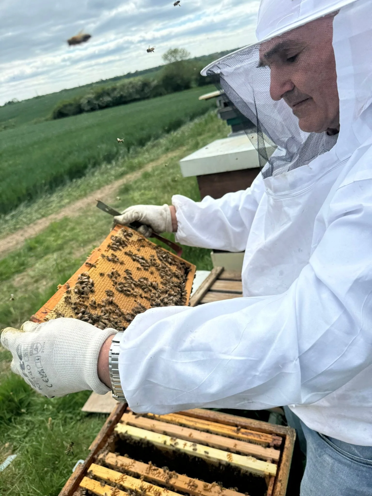 A beekeeper wearing a white protective suit and gloves examines a honeycomb frame filled with bees outdoors in a green field with beekeeping equipment nearby.