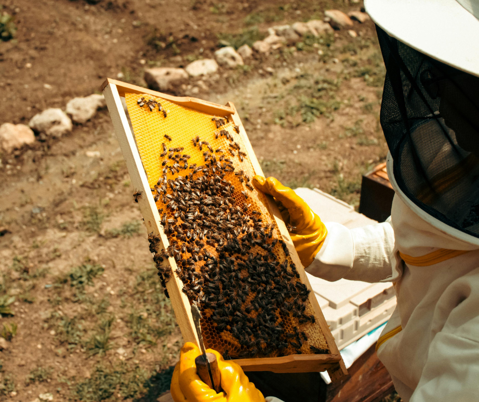 Beekeeper inspecting a frame with honeycomb and bees, outdoors, wearing protective suit and yellow gloves.
