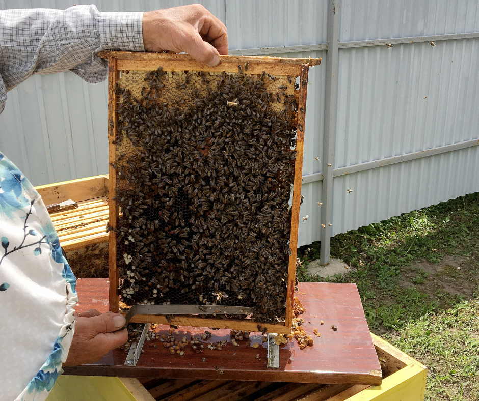 Two people inspecting a honeybee frame from a hive outdoors, with a metal fence in the background.