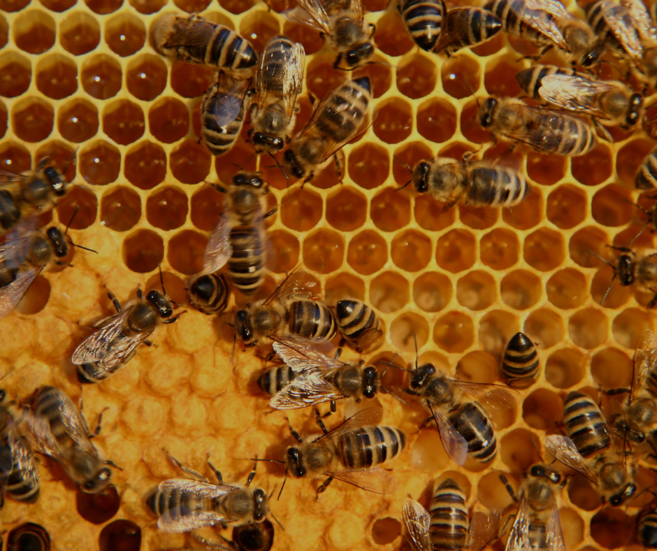 Close-up of honeybees working on a honeycomb with hexagonal wax cells.