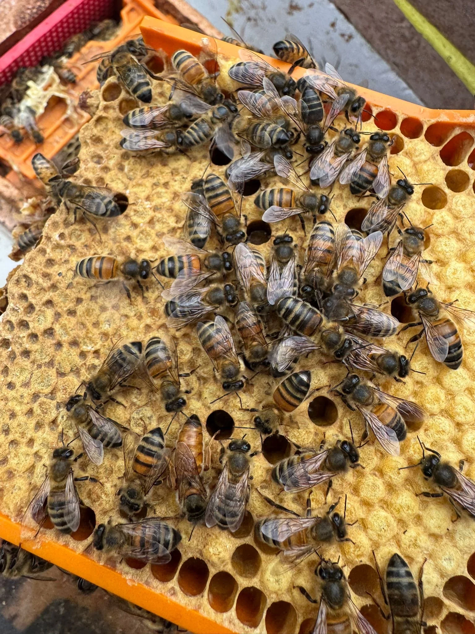 457b5e06-ad7f-4c65-a01b-fa7c7937e11e.JPG (Copy) (Copy) (Copy)