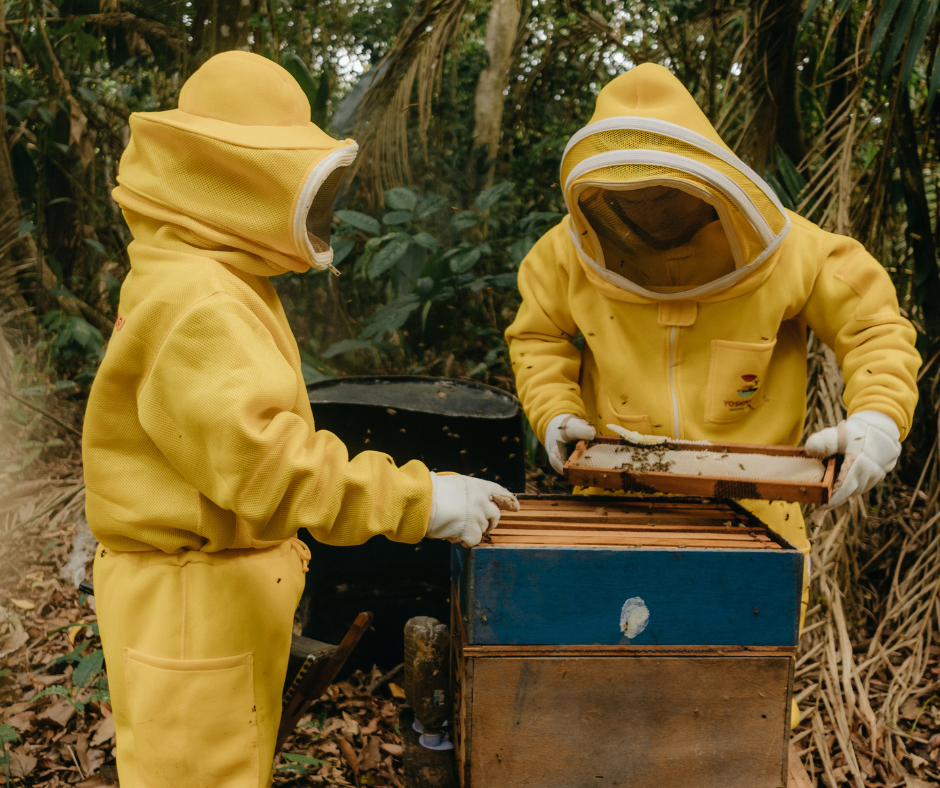 Two beekeepers in yellow protective suits and veiled hoods inspecting a wooden beehive in a jungle setting.