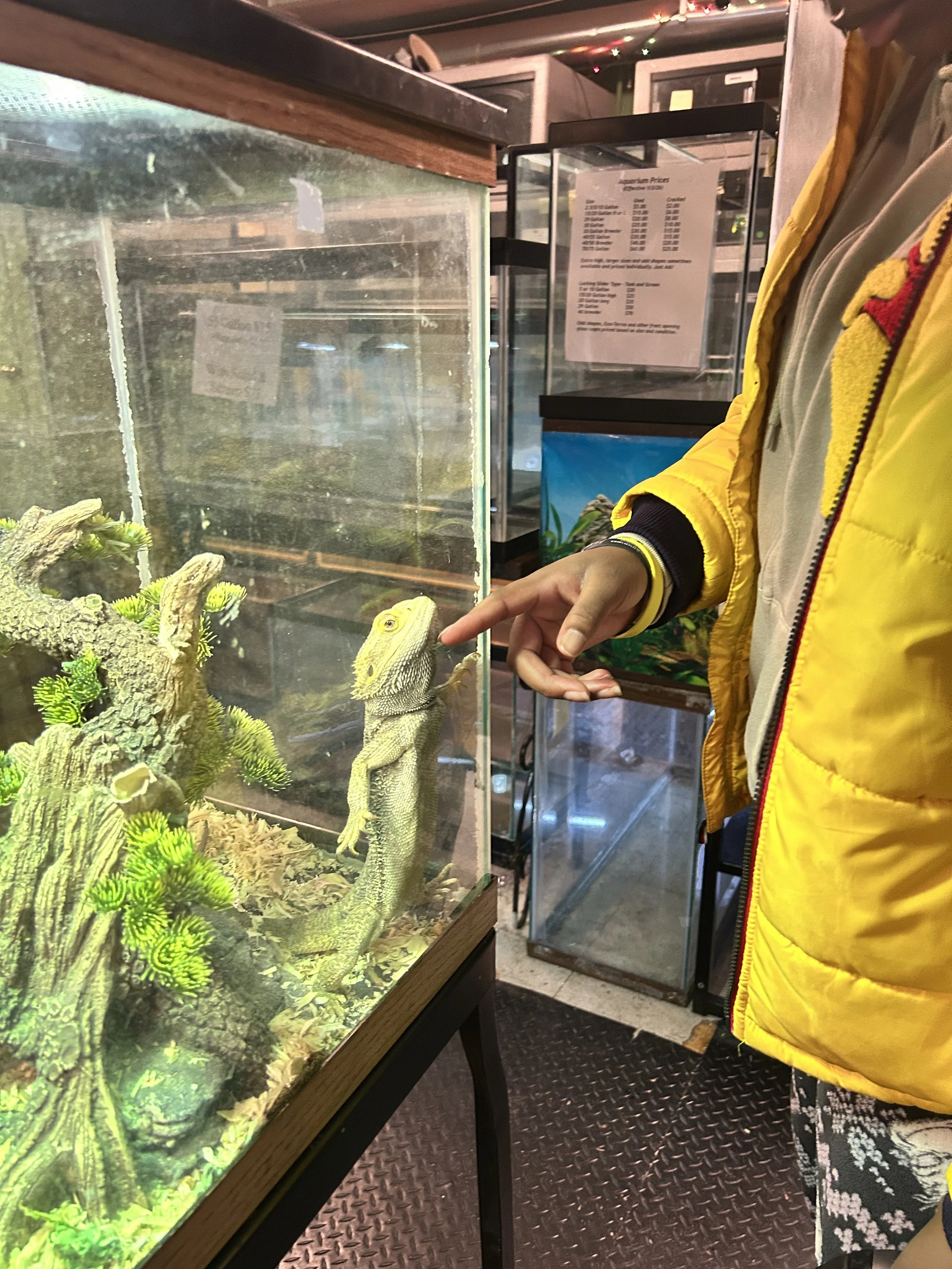 A person in a yellow jacket points at a lizard inside a glass enclosure at a pet store or zoo.