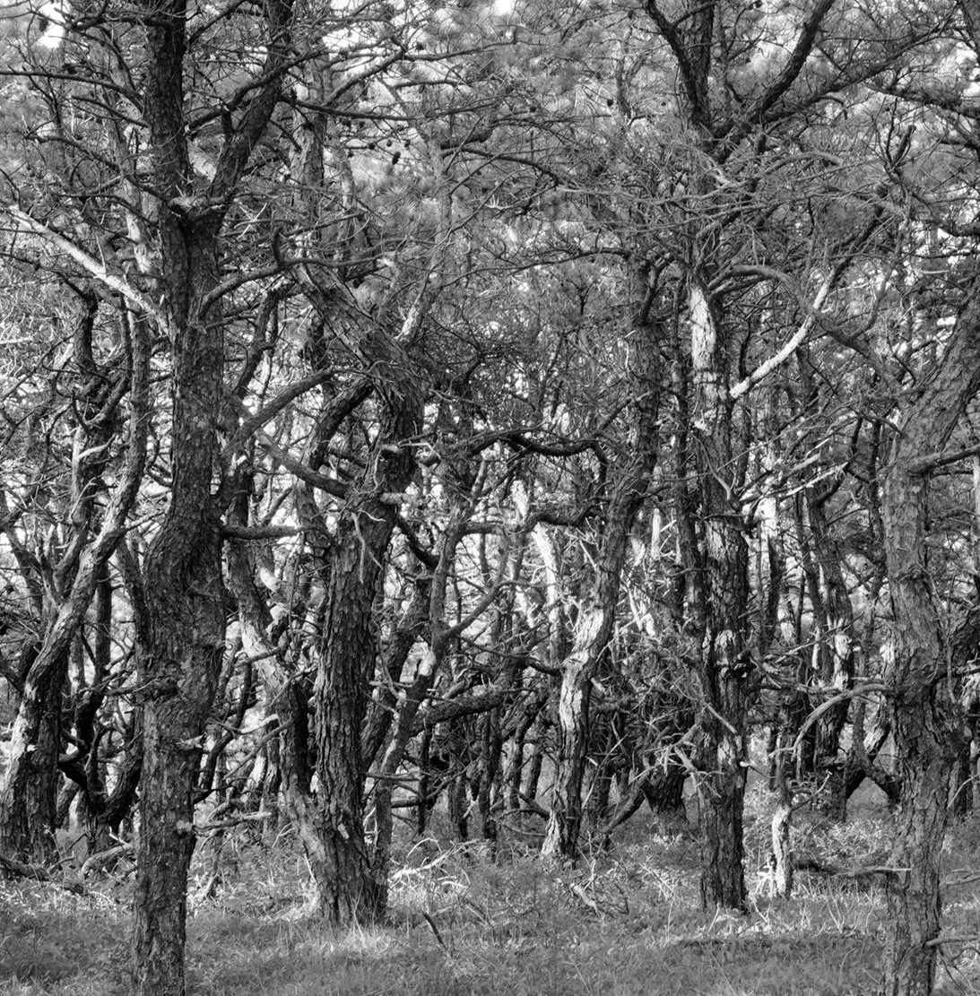 PROVINCETOWN SCRUB PINES