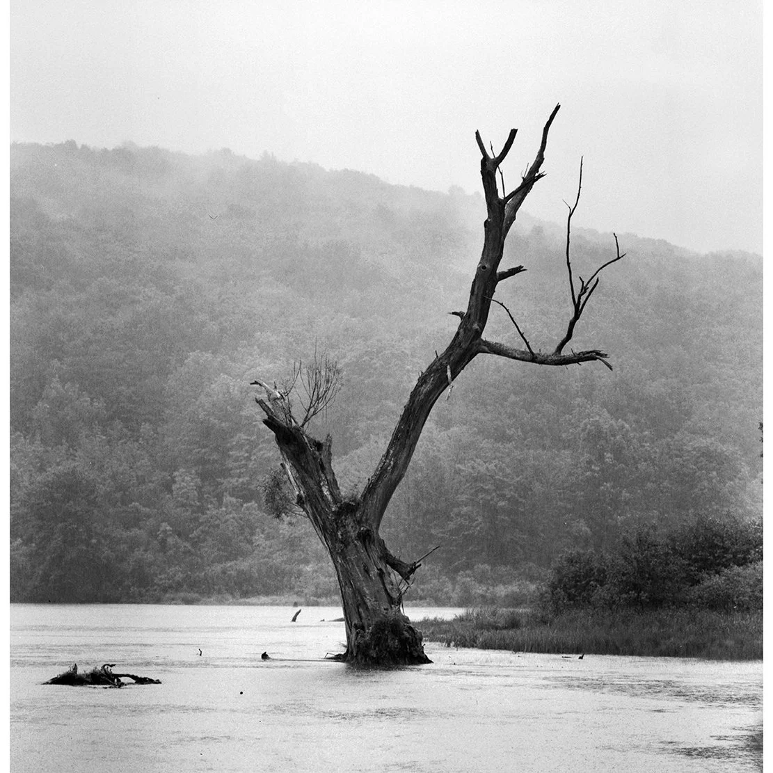 RAIN TREE.jpg
