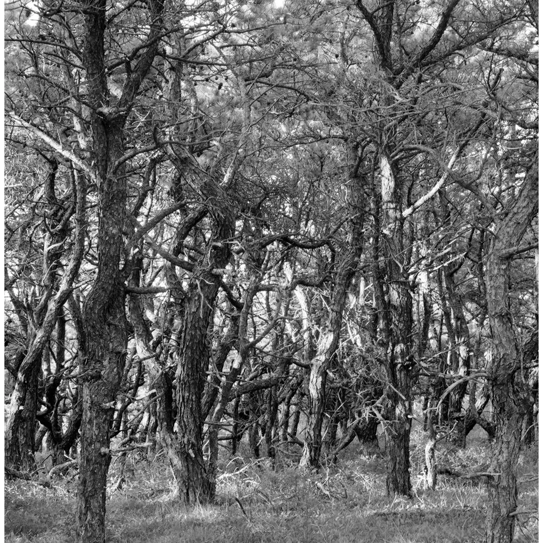 PROVINCETOWN SCRUB PINES.jpg