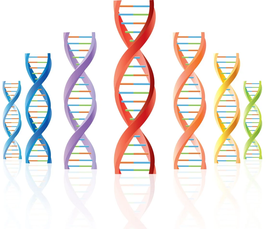 ApoE4 and Your Bladder: Why Urinary Signals Matter for Brain Health