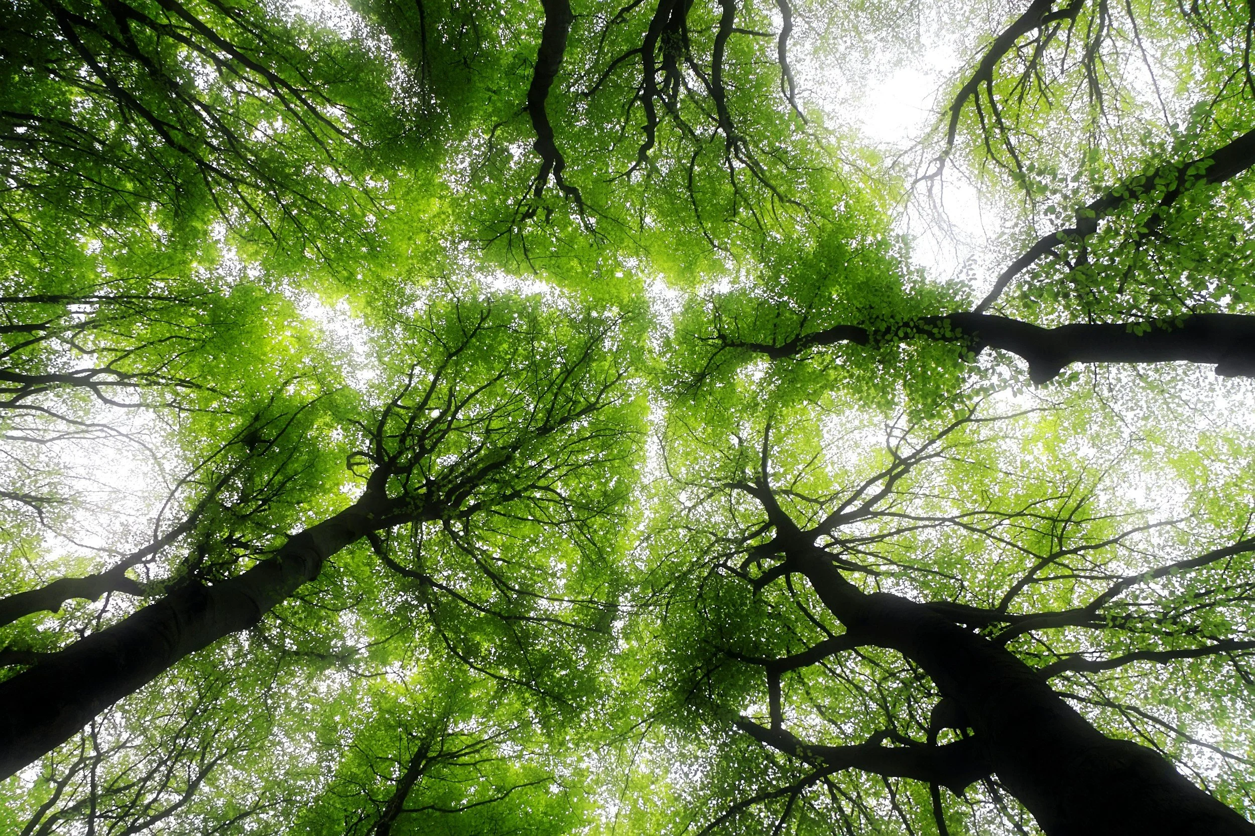 View from the ground looking up at tall trees with green leaves and dark branches, with a bright sky in the background.