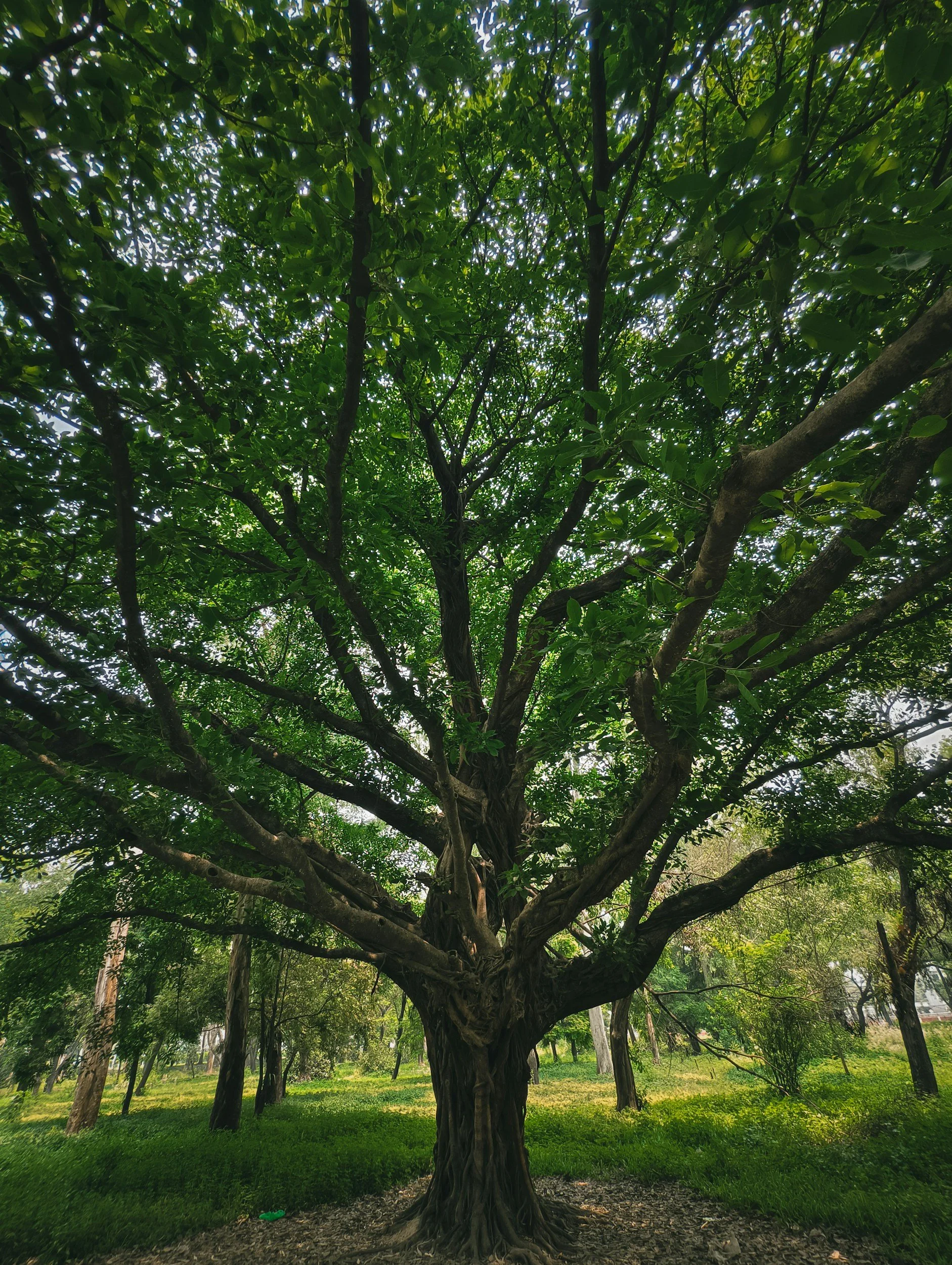 Tall green tree with long branches in a forest, symbolizing growth and healing for therapy clients