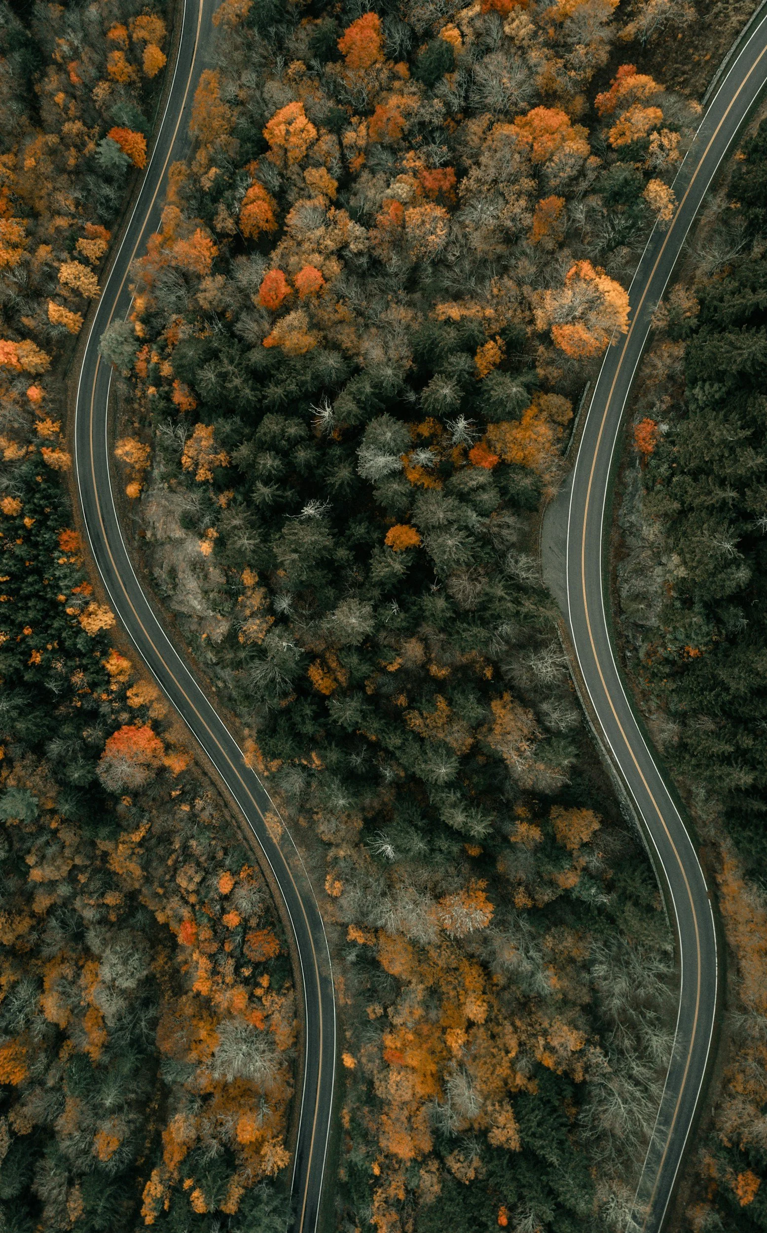 Multiple paths through forests representing choice and support.