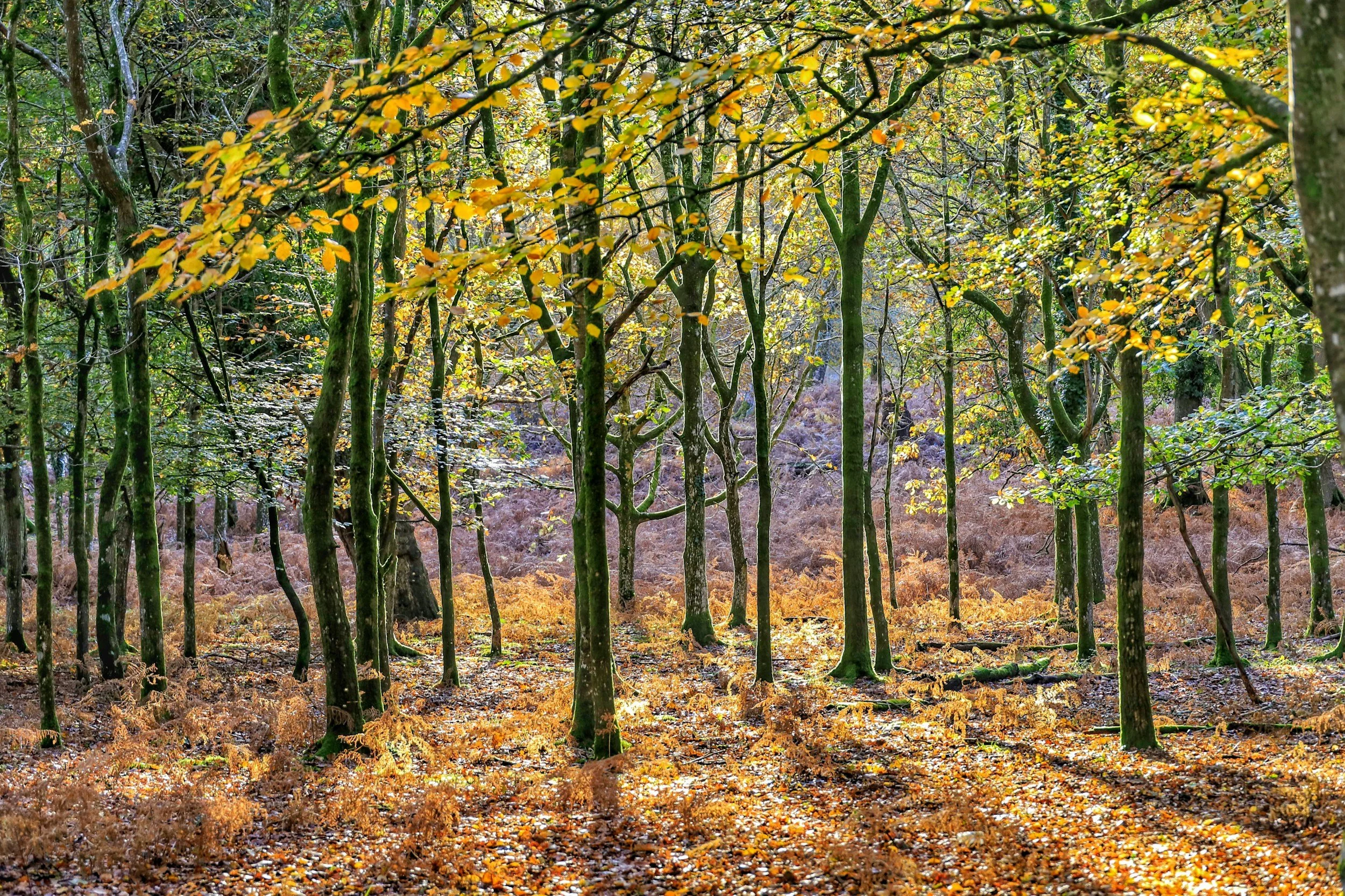 A forest scene in autumn with tall trees, yellow leaves, and a ground covered in fallen leaves symbolizing connection in the therapeutic relationship.