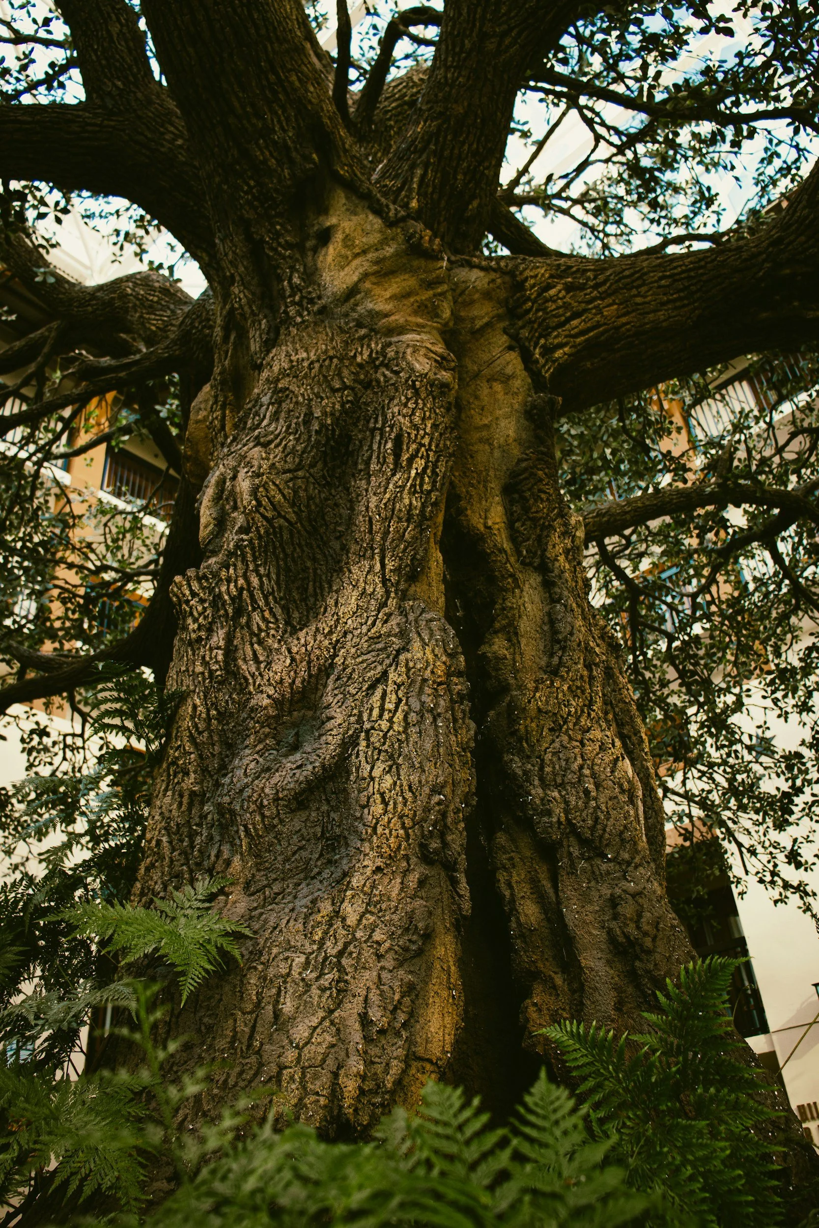 Close-up of a large, textured tree trunk with thick branches and green foliage, set against a background of a building and sky, symbolizing the skills of noticing and non-judgement learned in therapy.