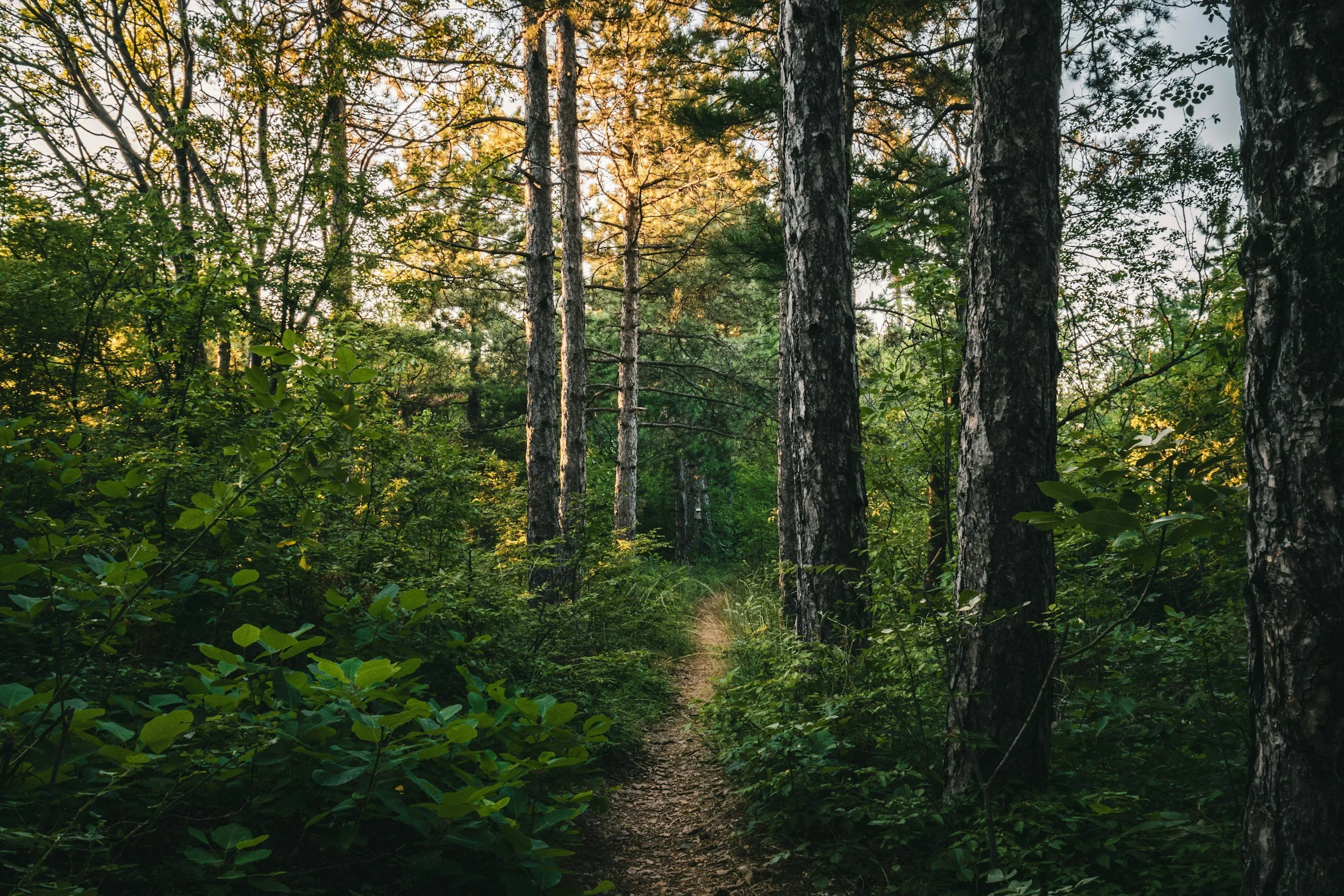 A forest trail surrounded by tall trees and lush green foliage, with sunlight filtering through the leaves symbolizing the journey of therapy.